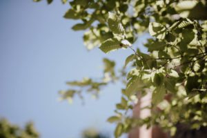 Sonnenlicht dringt durch grüne Blätter auf Gut Hohenholz – Hochzeitsfotografin Köln begleitet den Tag.