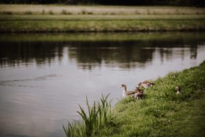 Enten an einem stillen Teich, die an natürliche Details aus der Hochzeitsreportage NRW erinnern.