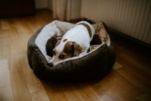 Kleiner Hund ruht entspannt im Körbchen nach einer standesamtlichen Trauung in Düsseldorf.