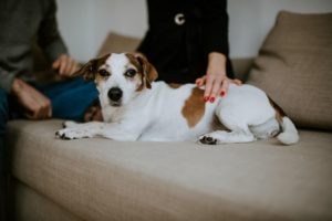Ein kleiner weiß-brauner Hund ruht auf einem beigen Sofa, während eine sanfte Hand ihn tröstet – Hochzeitsreportage NRW.