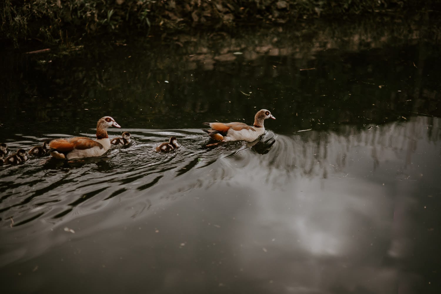 103 DSC 4931 Hochzeitsfotograf Köln Hochzeit NRW Hausboot Düsseldorf Boho Vintage Hippie Elopement Vera Prinz