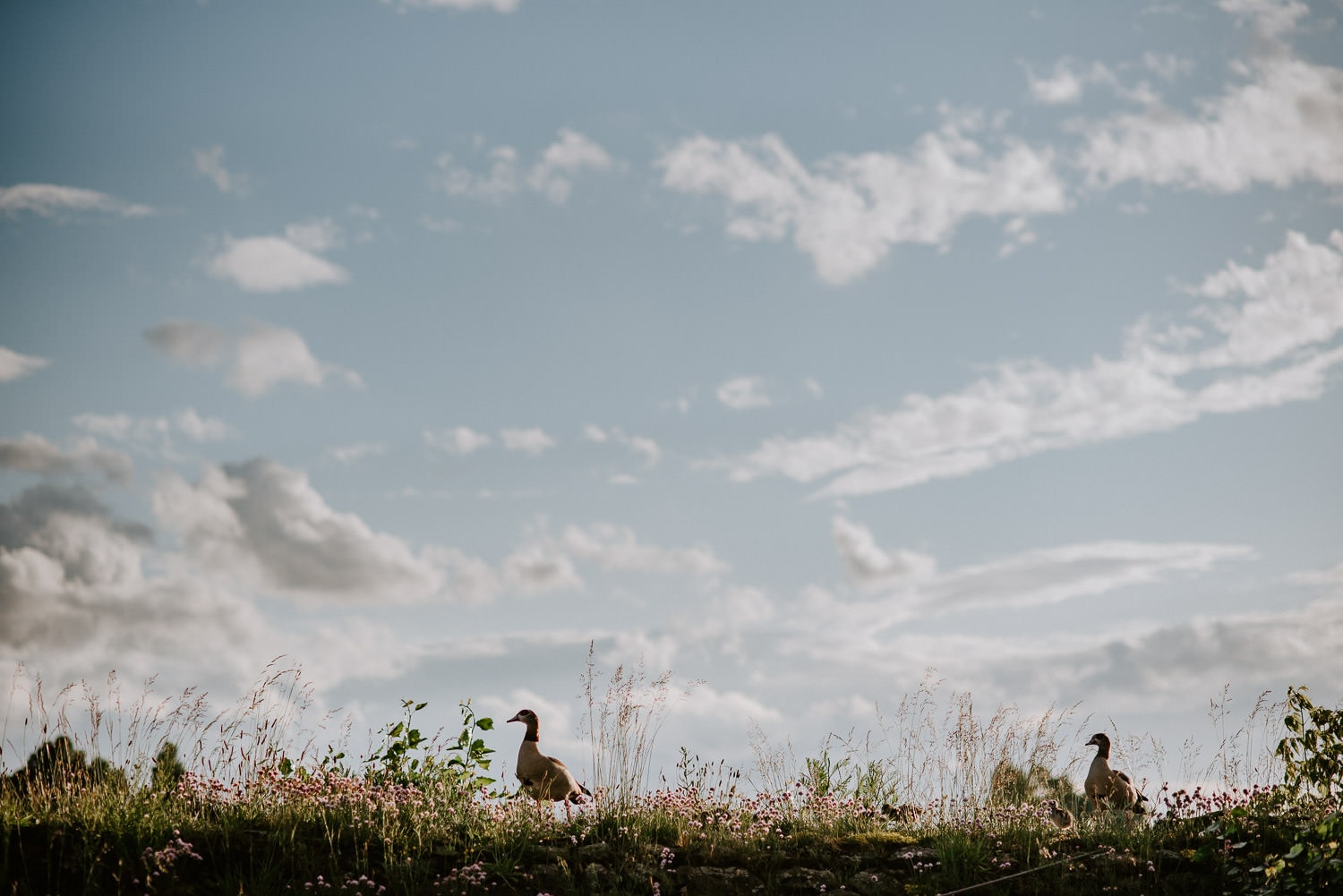 117 DSC 5278 Hochzeitsfotograf Köln Hochzeit NRW Hausboot Düsseldorf Boho Vintage Hippie Elopement Vera Prinz